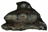 Mammoth Molar Slice With Case - South Carolina #349984-1